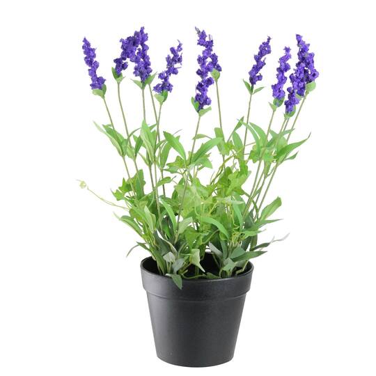 18" Potted English Ivy & Lavender Plants